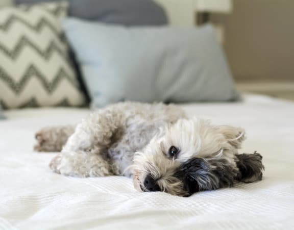 White and black dog laying on a bed