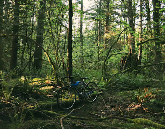 A blue bicycle is parked in a forest.