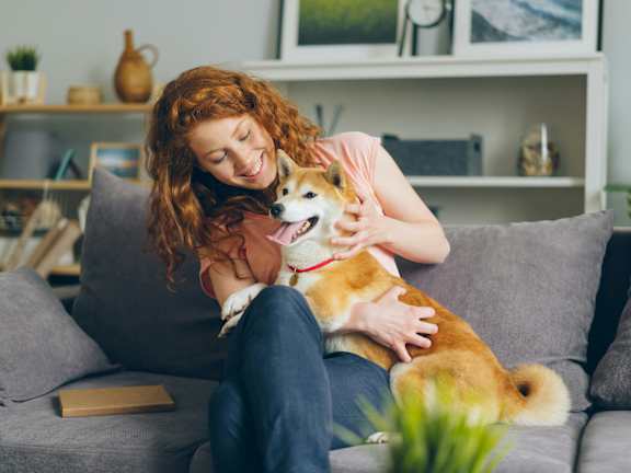 A woman is hugging a Shiba Inu dog on a grey couch.