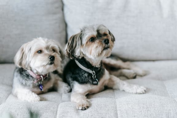 two small dogs sitting on a couch
