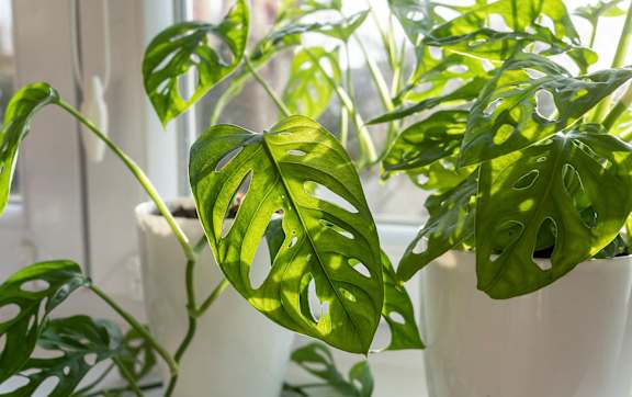 A green leafy plant in a white pot.