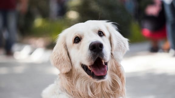 a white dog looking at the camera with its mouth open at The Dylan, Murfreesboro, TN 37129
