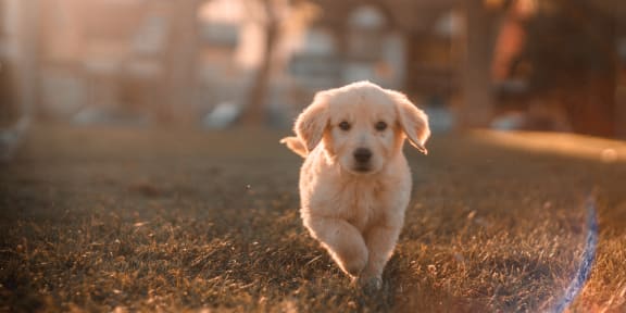 a golden retriever puppy running through the grass