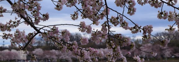 Image of Cherry Blossoms Around the Tidal Basin | Terraces at Arlington View | Affordable Arlington Apartments