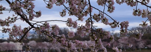 the cherry blossoms are in full bloom on the tidal basin