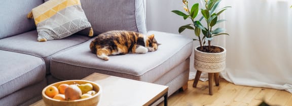 multicolor cat sleeping on a couch