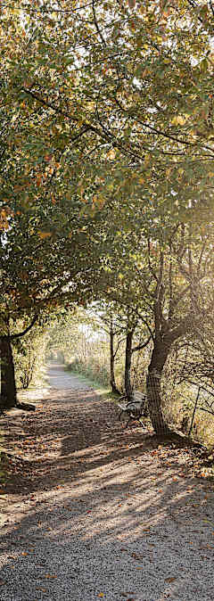 A pathway with trees on both sides leading to a body of water.