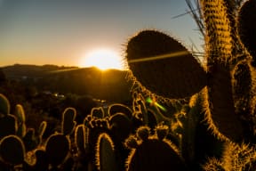Cactus and Sun Setting