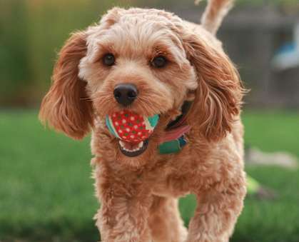 A dog with a red and green collar is standing in the grass.