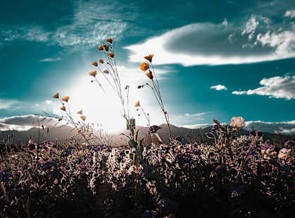 flowers near The Village at Iron Blossom Apartments in South Reno, NV