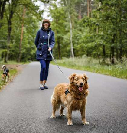 A woman walking a dog on a leash in a wooded area.