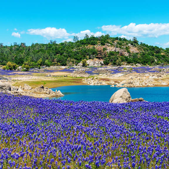 A field of blue flowers in the foreground with a body of water and trees in the background.