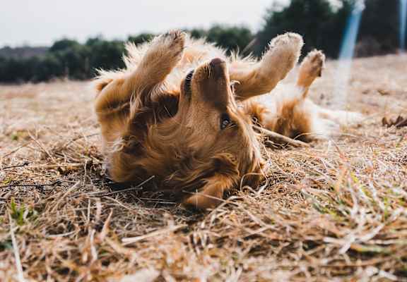 pet friendly living