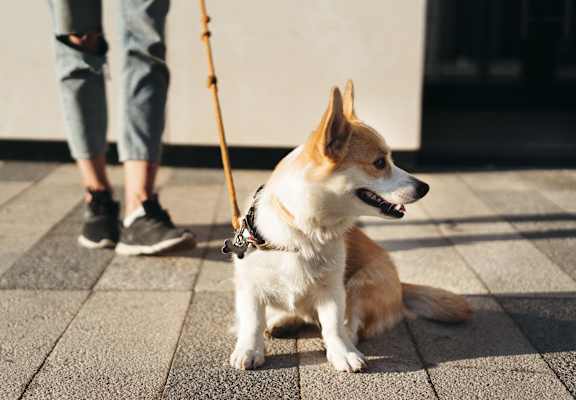 A small dog sits on a paved surface with a stick in its mouth.