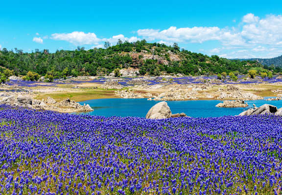 A field of blue flowers in the foreground with a body of water and trees in the background.