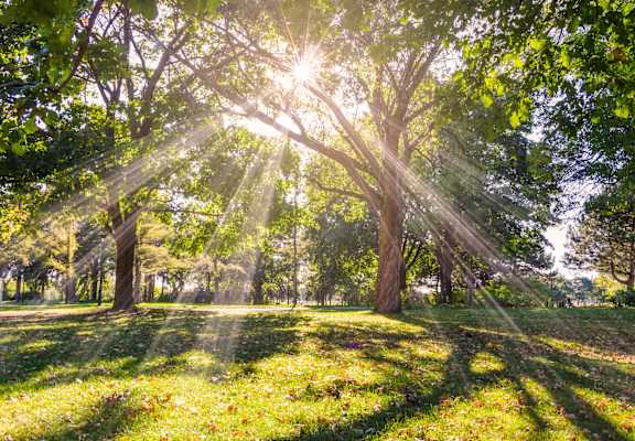 Sunlight shining through the trees in a park.