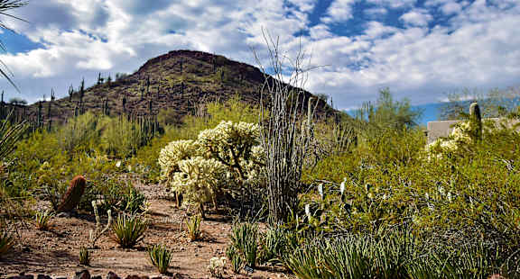 A desert landscape with a mountain in the background and a variety of plants in the foreground.