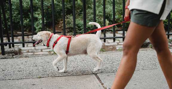 A person walking a white dog on a leash.