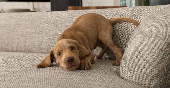 A brown puppy is playing on a grey couch.