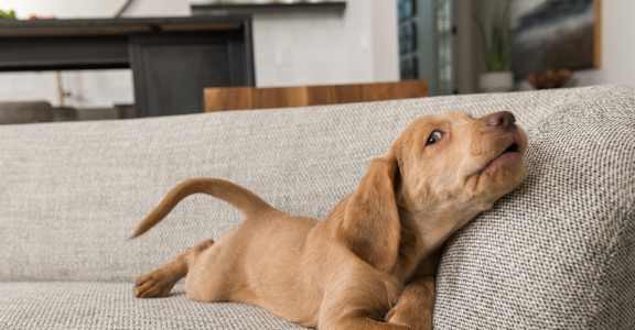 A brown dog is lying on a grey couch.