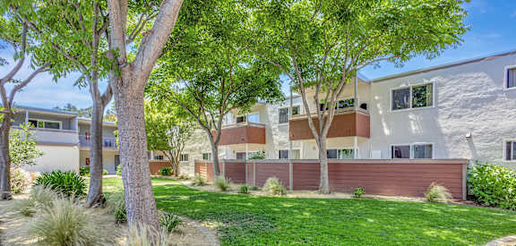 A tree in a yard in front of a building.