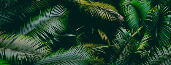 Stock Image of Palm Leaves