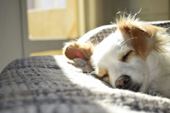 a brown and white dog laying on a rug next to a window