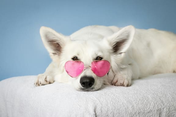 a brown and white dog laying on a rug next to a window