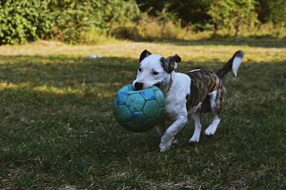 a dog running with a soccer ball in its mouth