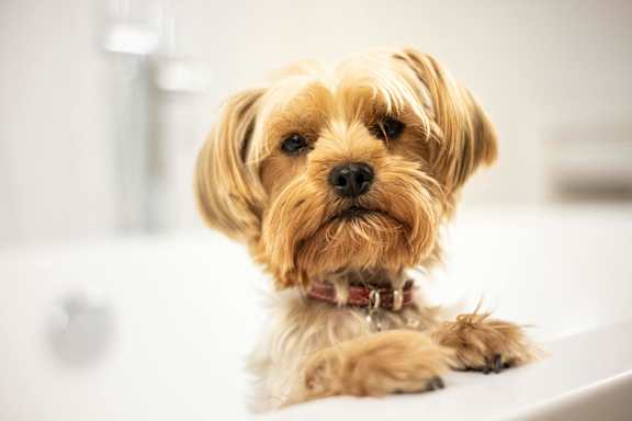 a small brown dog sitting on a bathroom counter at The Point on 38th, Norfolk, VA