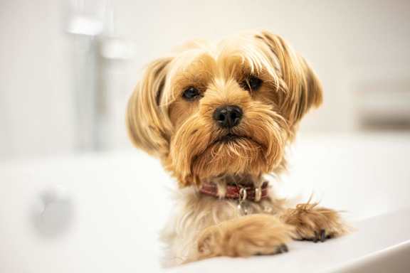 a small brown dog sitting on a bathroom counter