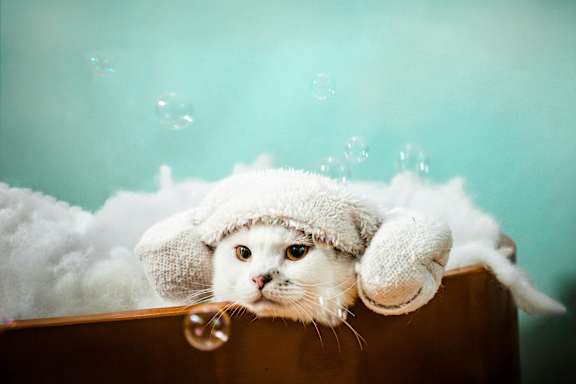 a cat wearing a towel on its head in a bath tub with bubbles