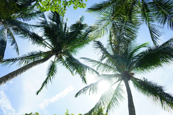 two palm trees against a blue sky