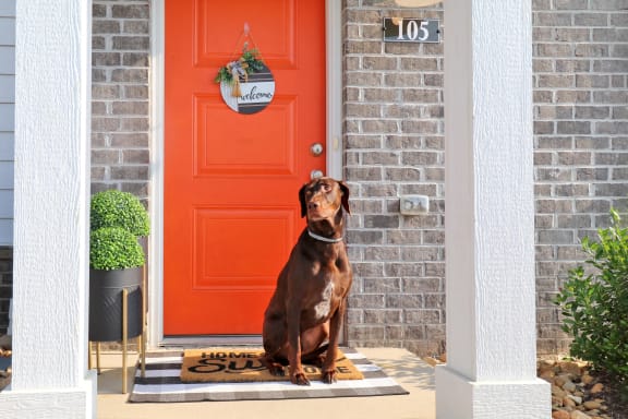 a dog sitting on a porch in front of a red door