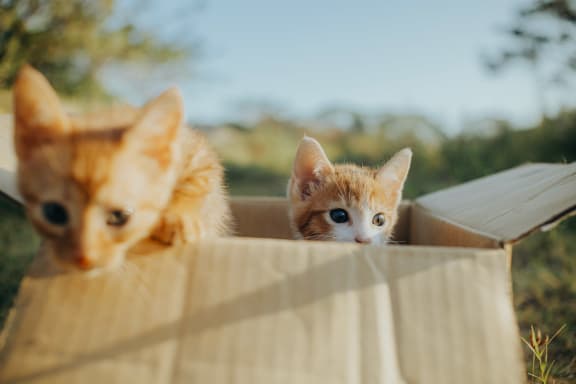 shelter pets day