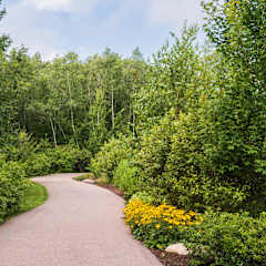 a tree lined path in a park