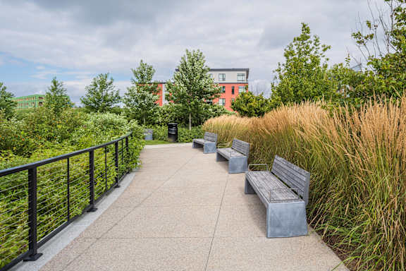 benches on a path in a park with tall grass and trees