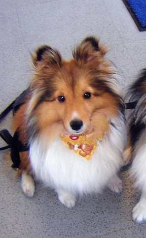 Two Shetland Sheepdogs wearing bandanas are sitting on a grey floor.