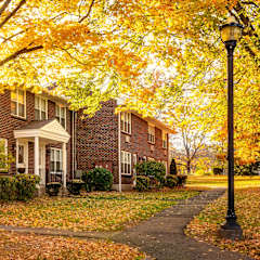 A tree with yellow leaves in front of a house.