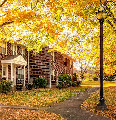 A tree with yellow leaves in front of a house.