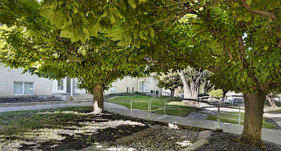 A tree with green leaves is in the foreground of the image.