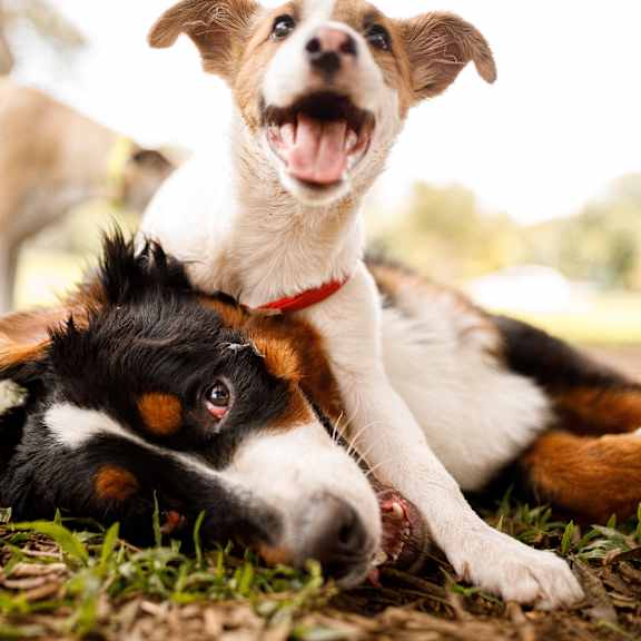 Two dogs playing in the grass.at Creekside Canopy, Charlotte, NC