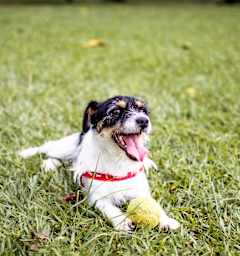 A dog with a red collar is playing with a yellow ball on the grass.