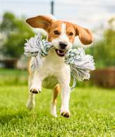 A dog is running with a toy in its mouth.