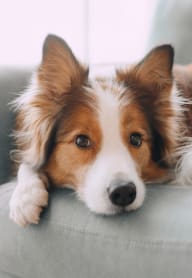 a brown and white dog laying on a green chair
