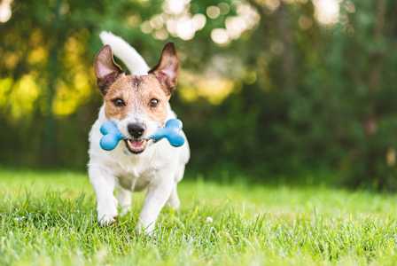 A dog is running with a blue bone in its mouth.