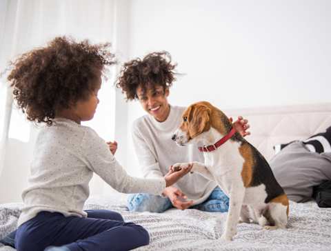 A man and a child are playing with a dog on a bed.