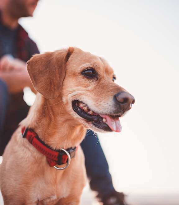 A man is sitting with his dog outdoors.