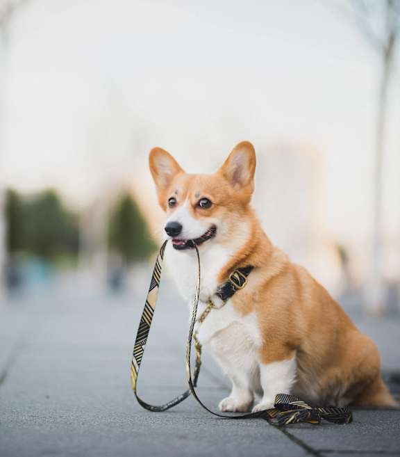 Dog Friendly at Railside at Wadsworth Station, Lakewood, Colorado