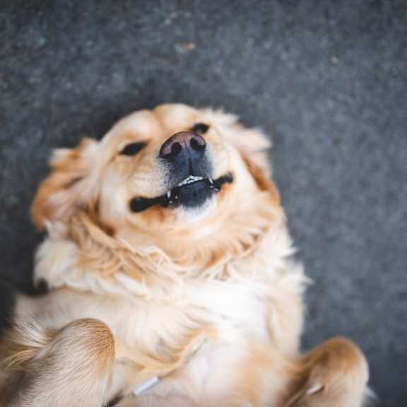 A golden retriever dog lying on its back with its paws up in the air.
